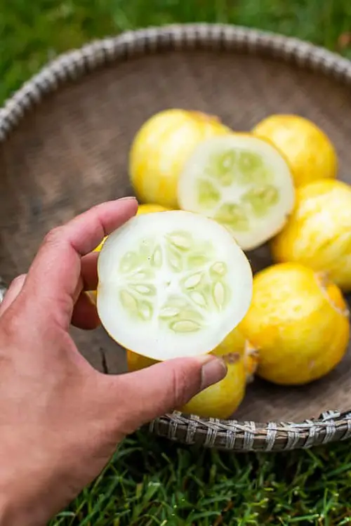 Propagating Lemon Cucumbers