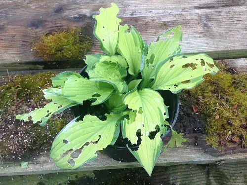protecting Gardening Tricks to Care for Hostas