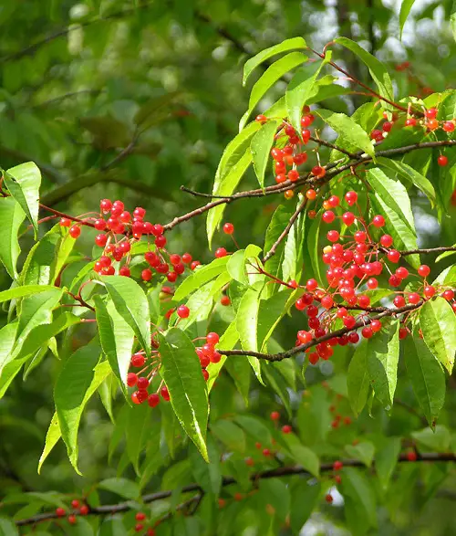 most Magnificent Bushes and Shrubs with Red Berries