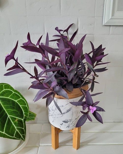 Best Purple Indoor Plants 9