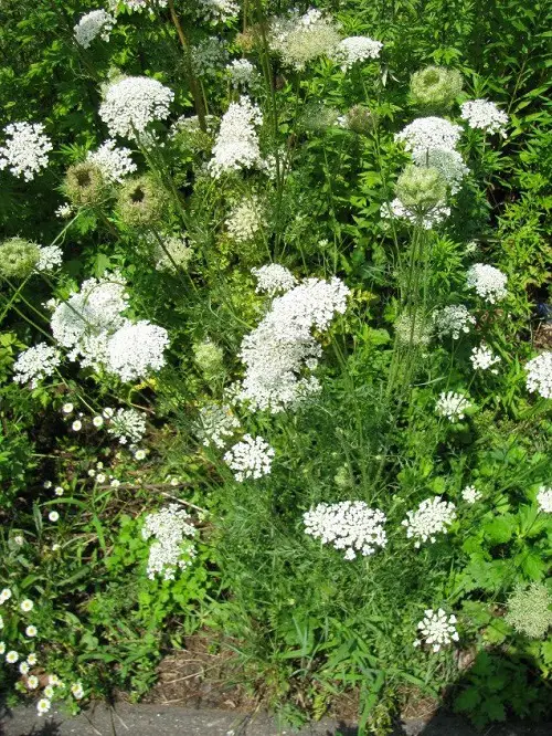 Weeds with White Flowers