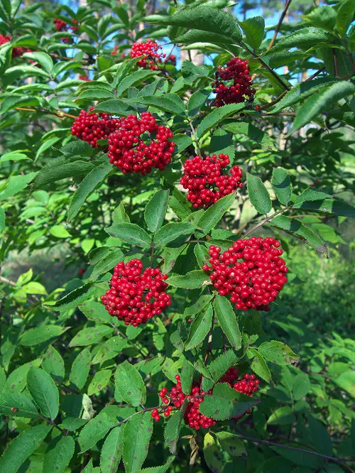 best Beautiful Shrubs and Bushes with Red Berries
