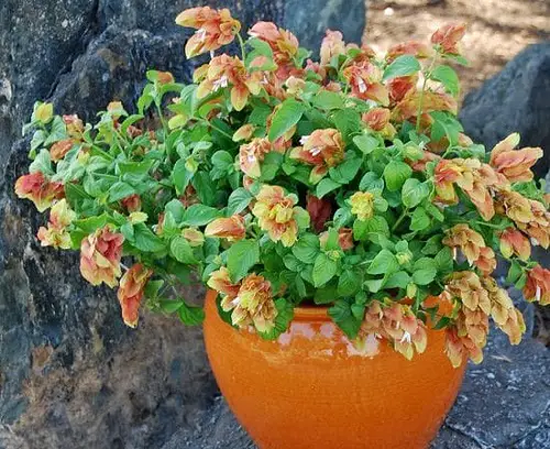 best stunning houseplants with flowers

