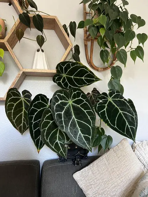 Anthurium Besseae Quick Care Guide