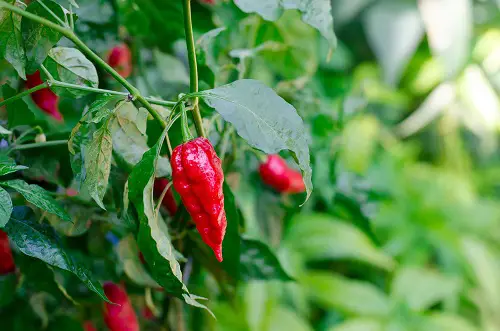               Harvesting Hawaiian Chili Pepper 