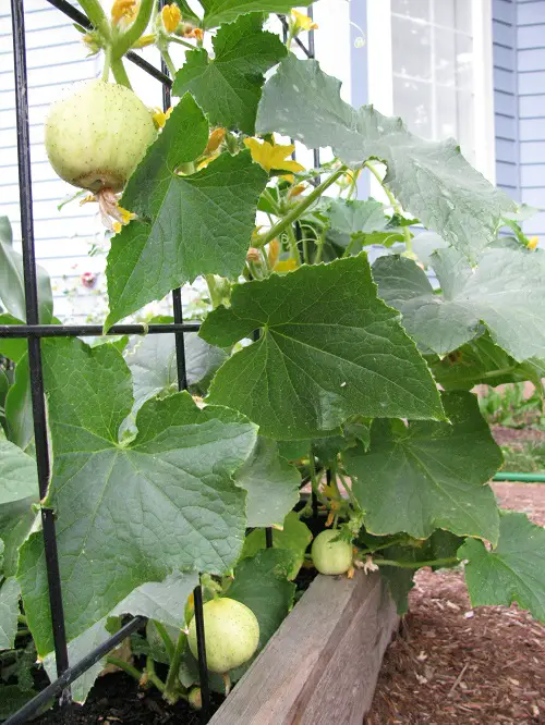 Requirements for Growing Lemon Cucumbers