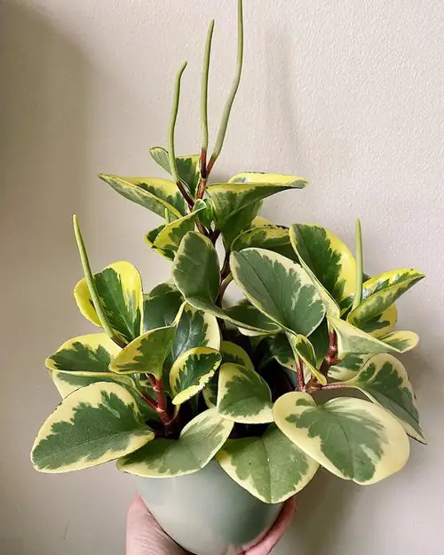 Peperomia obtusifolia Care 