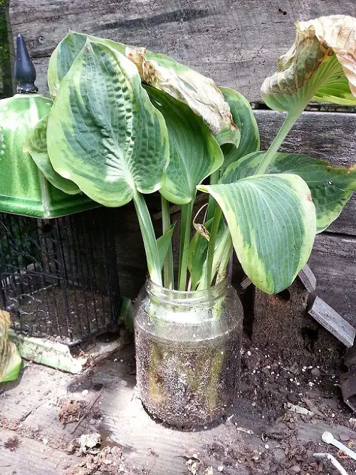 Watering Gardening Tricks to Care for Hostas