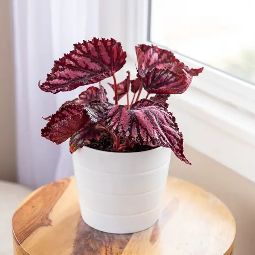 small indoor plants 