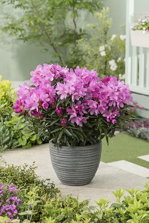 Popular Flower Meanings