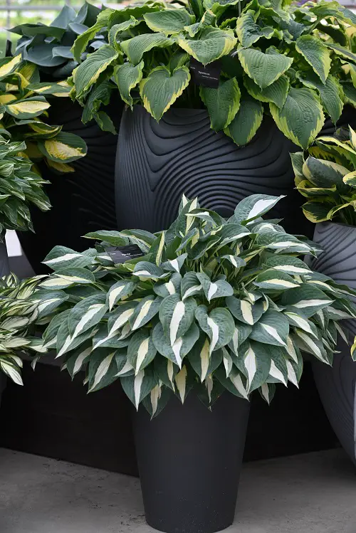 pot Gardening Tricks to Care for Hostas