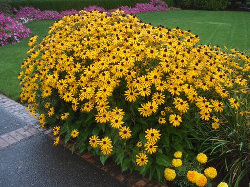 Maryland's State Flower