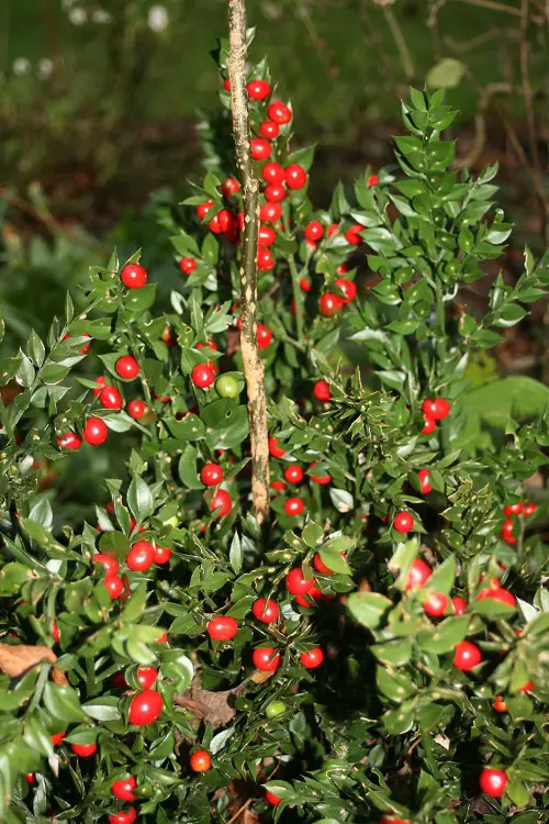 beautiful Red Berries on Shrubs and Bushes