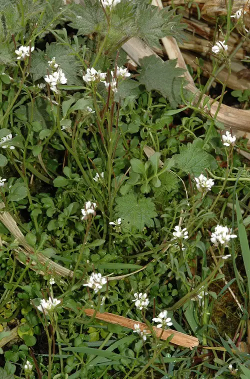 top Weeds with White Flowers