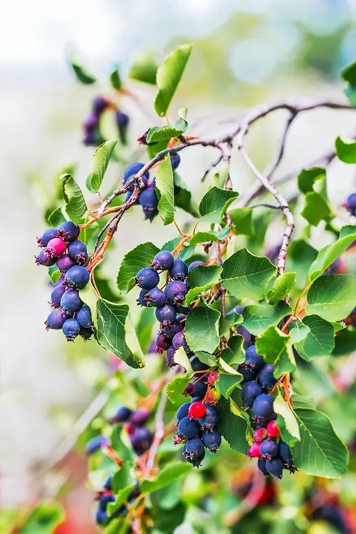 Mouthwatering Blue Fruits That Are Blue