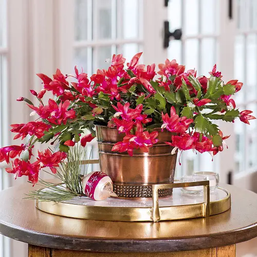 Best Flowering Houseplants You Can Grow Indoors All Winter