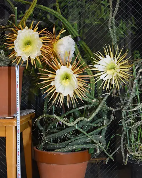 Large Flower Cactus