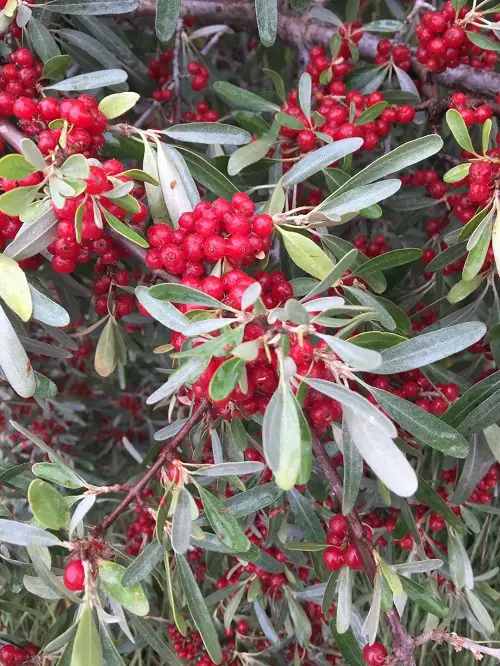 Magnificent Bushes and Shrubs with Red Berries
