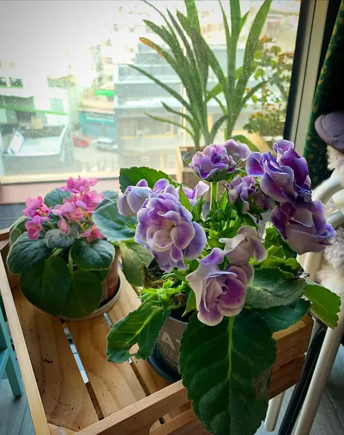 gorgeous houseplants with flowers