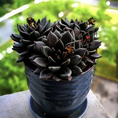 Black Indoor Plants 7
