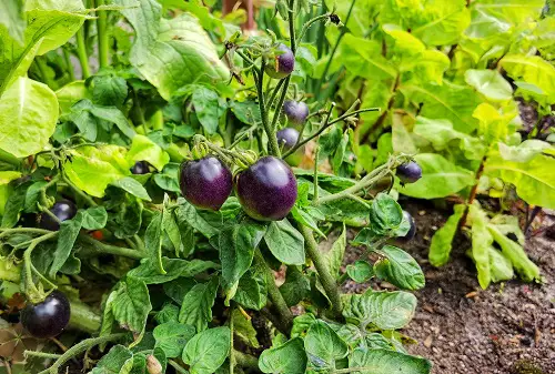 amazing Blue Vegetables for Pots & Garden