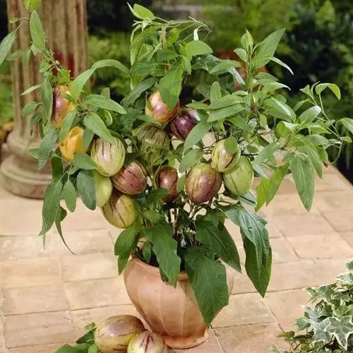 Nightshade Vegetables and Fruits to Grow in Pots and Garden