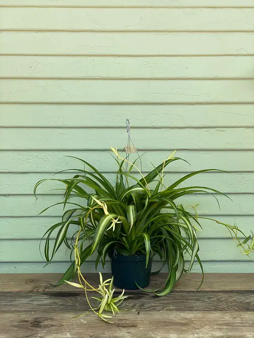 Hawaiian Spider Plant Care