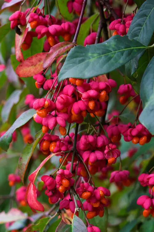 top Beautiful Shrubs and Bushes with Red Berries