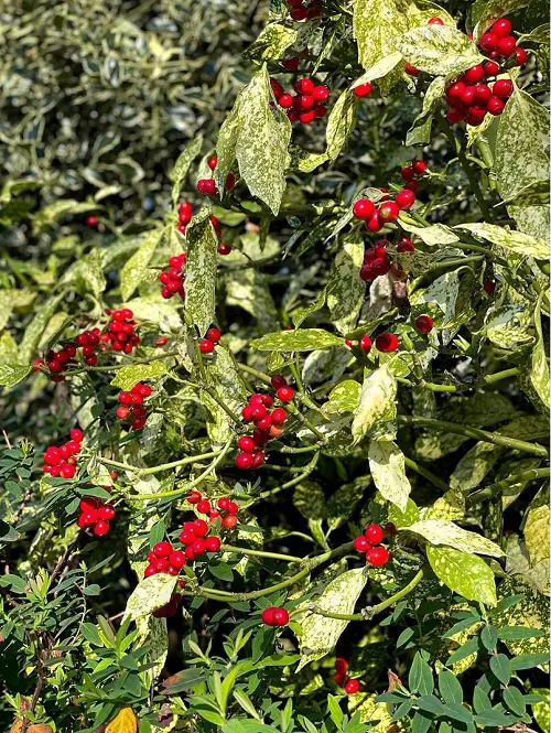 Gorgeous Red Berries on Shrubs and Bushes