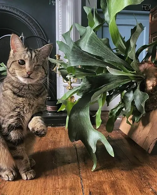best Plants in gardens that are cat-friendly