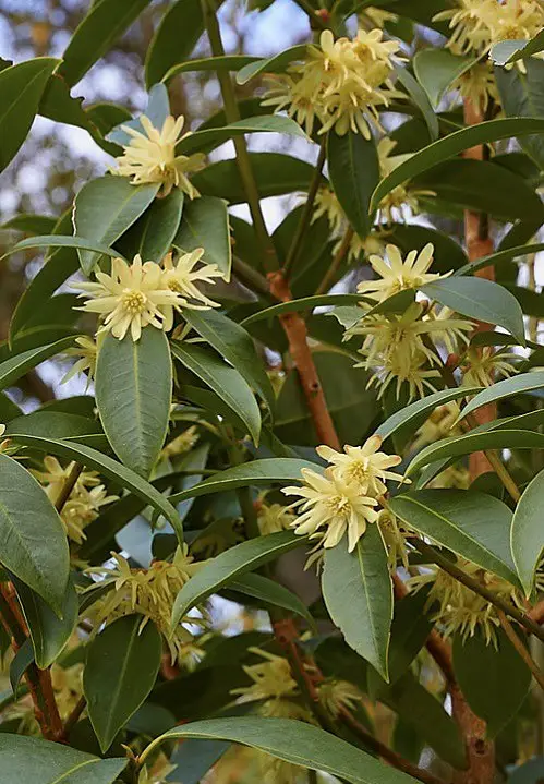 Star Anise Plant Profile