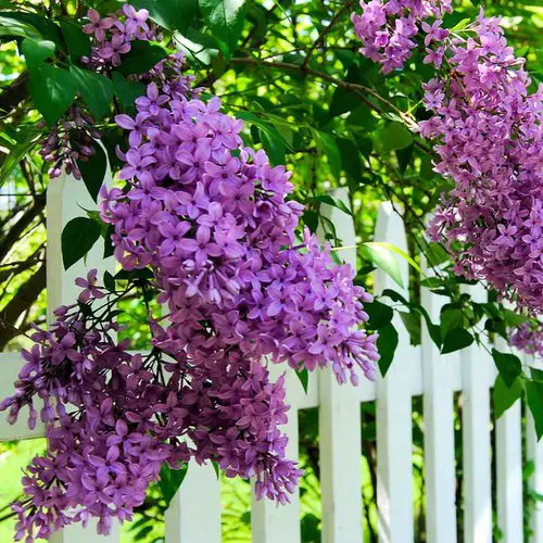 Grow New Hampshire State Flower