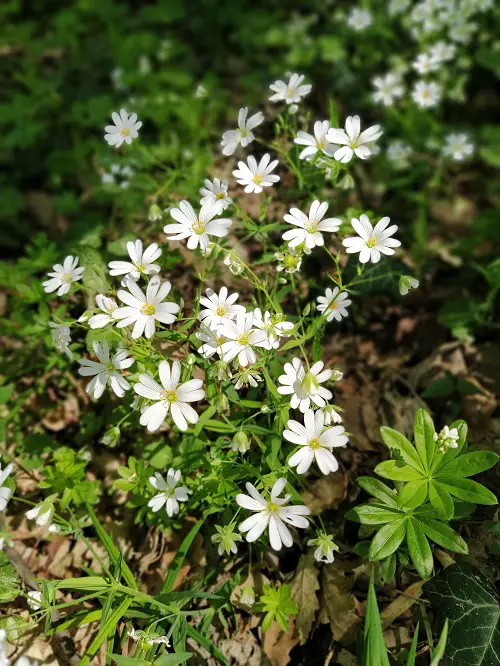 top Weeds with White Flowers 2