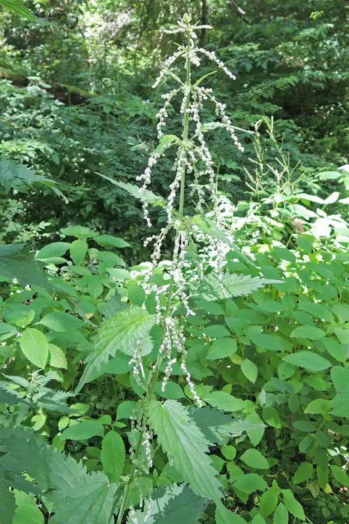 Amazing Best Weeds with White Flowers