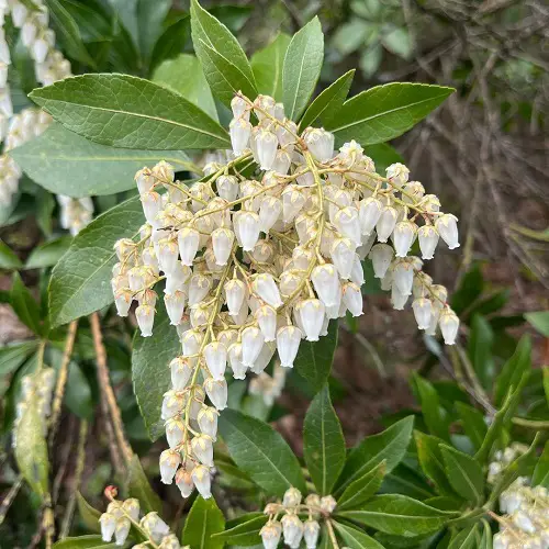 Amazing Flowers that Look Like Bells