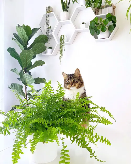 Amazing Plants in gardens that are cat-friendly