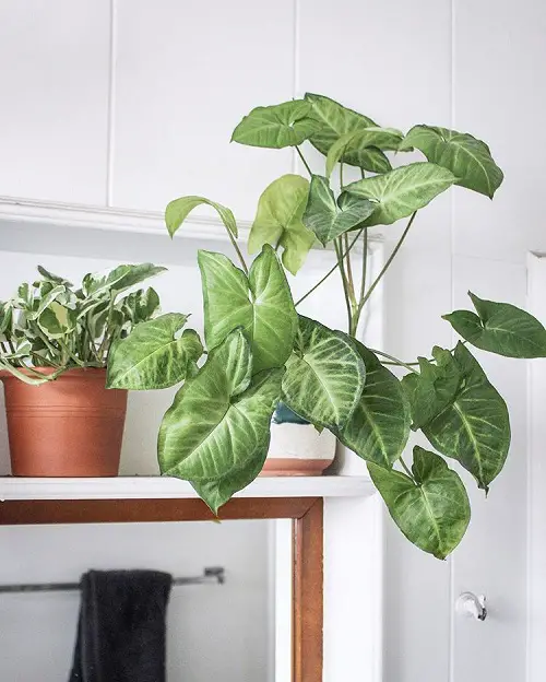  Indoor Plants for bathroom