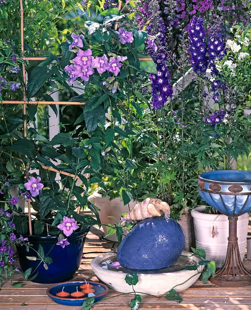 Thunbergia Flowers