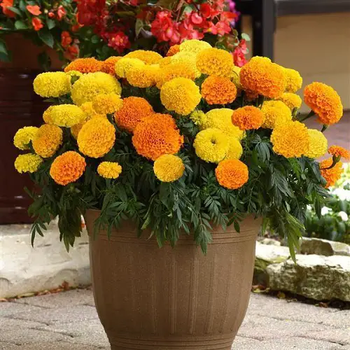 beautiful Cat Friendly Indoor Plants