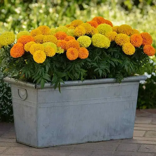 best Popular Flower Meanings