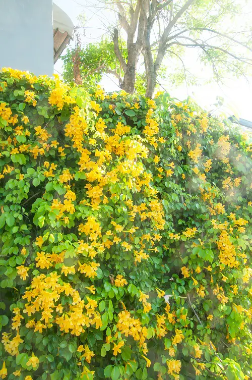 best Vines with Yellow Flowers