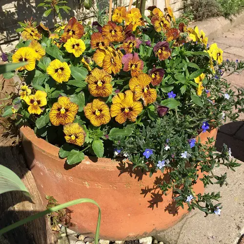 Amazing Pansy Varieties