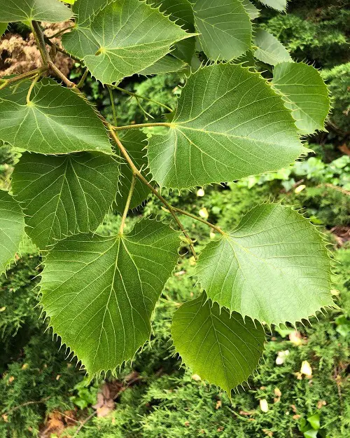 trees whose leaves resemble hearts
