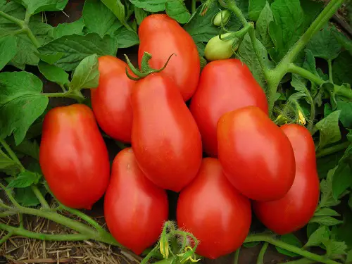 Roma Tomato Care