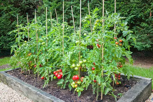 Amazing Oregano Companion Plants