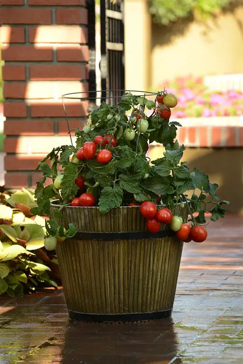 Best Nightshade Vegetables and Fruits