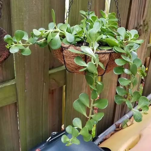 Arrangements of Plants for Hanging Baskets