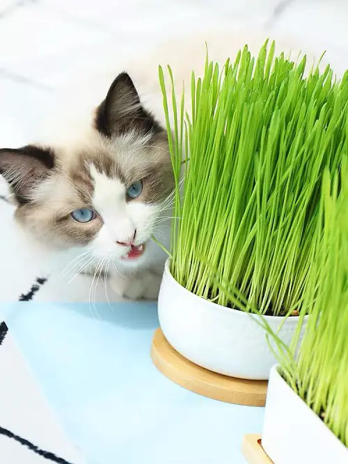 Amazing Cat Friendly Indoor Plants
