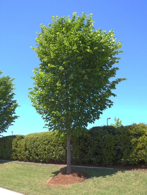 Requirements for Growing the State Tree of Massachusetts