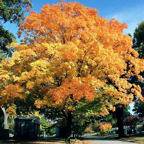 State Tree of Massachusetts and How to Grow It